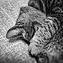 Poupette participe au concours pour gagner de l'argent avec cette photo : animal, black_and_white, blanket, cat, close_up, cozy, curled_up, cute, fur, indoor, paw, pet, quiet, relaxing, resting, sleeping, soft, tabby, texture, whiskers