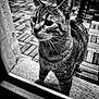 Poupette a rejoint le concours — aidez-le/la à gagner de superbes lots ! animal, black_and_white, cat, close_up, curious, door, face, feline, glass, indoor, pet, portrait, potted_plant, striped, tabby_cat, tail, texture, whiskers, window, wooden_floor