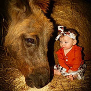 Audrina is registered to the contest to win money with this photo: baby, donkey, hay, barn, animal, child, feeding, orange_clothing, headband, curious, sitting, cute, closeup, animal_face, baby_girl, farm, rustic, friendship, nature, outdoor