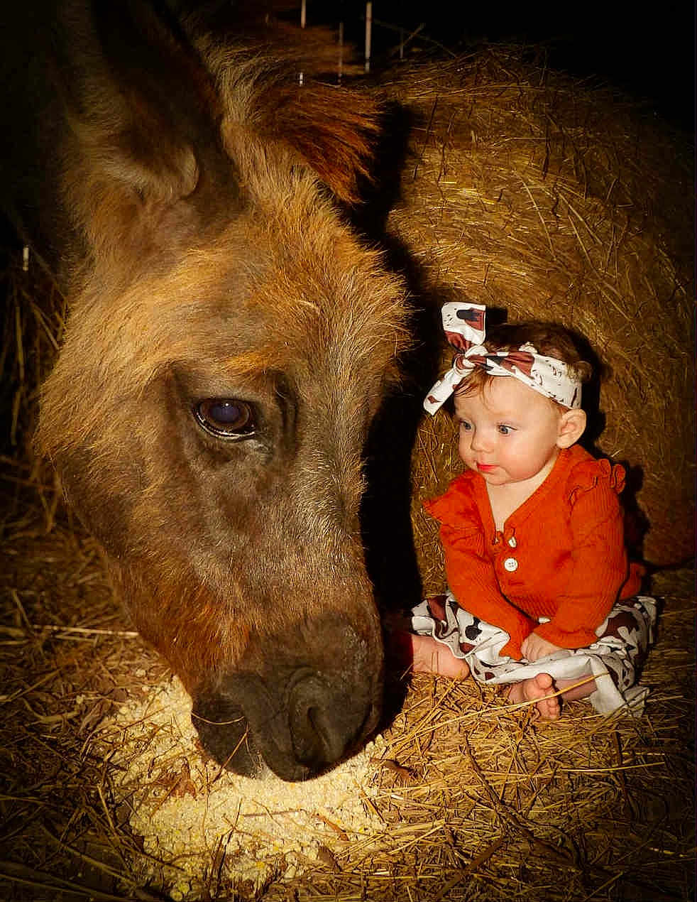 Audrina is registered to the contest to win money with this photo: baby, donkey, hay, barn, animal, child, feeding, orange_clothing, headband, curious, sitting, cute, closeup, animal_face, baby_girl, farm, rustic, friendship, nature, outdoor