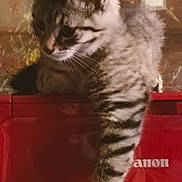 Gamin a rejoint le concours — aidez-le/la à gagner de superbes lots ! kitten, cat, tabby, animal, pet, feline, paw, printer, red, indoor, curious, cute, striped, young, whiskers, fur, relaxed, home, mammal, resting