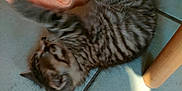 Gamin a rejoint le concours — aidez-le/la à gagner de superbes lots ! animal, cat, cute, fabric, feline, floor, fur, indoor, kitten, light, paw, pet, playing, shadow, small, soft, striped, tabby, tile, young
