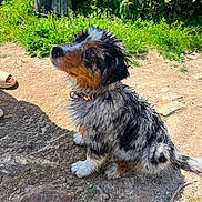 Tommy participe au concours pour gagner de l'argent avec cette photo : dog, wet_fur, outdoor, sunlight, greenery, dirt_path, animal, pet, collar, sitting, cute, fluffy, nature, summer, canine, paw, looking_up, shadow, fur_texture, garden