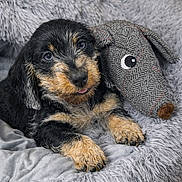 Basile participe au concours pour gagner de l'argent avec cette photo : dog, puppy, pet, bed, plush_toy, stuffed_animal, blanket, cozy, fur, paws, close_up, portrait, blue_eyes, tongue_out, snout, whiskers, indoor, soft_texture, grey, cute