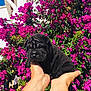 Romy participe au concours pour gagner de l'argent avec cette photo : carnivoran, dog, dog_breed, dog_like_mammal, flower, mammal, pink, plant, puppy, rose, shrub, vertebrate