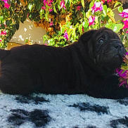 Romy a rejoint le concours — aidez-le/la à gagner de superbes lots ! cane_corso, carnivoran, companion_dog, dog, dog_breed, dog_breed_group, dog_like_mammal, fawn, mammal, pug, puppy, snout, sporting_group, vertebrate, whiskers