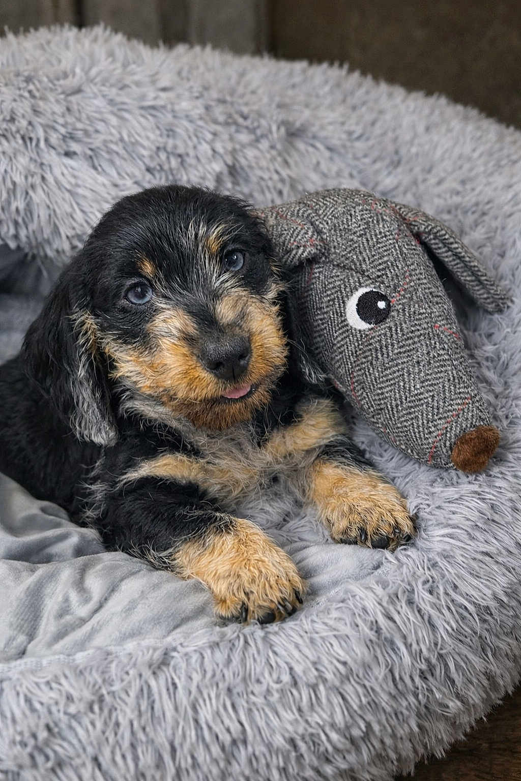 Basile participe au concours pour gagner de l'argent avec cette photo : dog, puppy, pet, bed, plush_toy, stuffed_animal, blanket, cozy, fur, paws, close_up, portrait, blue_eyes, tongue_out, snout, whiskers, indoor, soft_texture, grey, cute