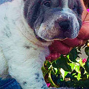 Rosco participe au concours pour gagner de l'argent avec cette photo : carnivoran, dog, dog_breed, dog_breed_group, dog_like_mammal, non_sporting_group, ori_pei, shar_pei, snout