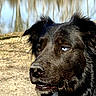 Felix is registered to the contest to win money with this photo: animal, black_dog, blue_eye, brown_eye, canine, close_up, daylight, dog, ears, fur, grass, heterochromia, muzzle, nature, outdoor, pet, portrait, reflection, snout, water