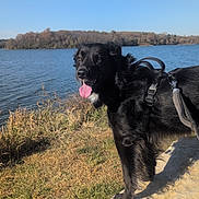 Felix joined the competition — help win amazing prizes! adventure, animal, black_dog, canine, daylight, dog, grass, happy, harness, lake, landscape, nature, outdoor, pet, rock, scenic, sky, sunny, tongue_out, water
