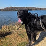 adventure, animal, black_dog, canine, daylight, dog, grass, happy, harness, lake, landscape, nature, outdoor, pet, rock, scenic, sky, sunny, tongue_out, water