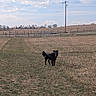 Felix is registered to the contest to win money with this photo: animal, black_dog, canine, clouds, daytime, dog, fence, field, grass, happy, landscape, nature, open_space, outdoor, path, pet, rural, sky, standing, utility_pole