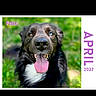 2027, animal, april, black_fur, blue_eye, brown_eye, calendar, closeup, dog, grass, greenery, happy, heterochromia, outdoor, pet, portrait, smiling, text_overlay, tongue_out, white_chest