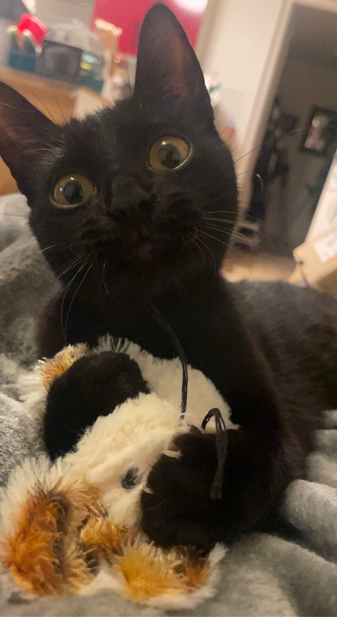 Baguera participe au concours pour gagner de l'argent avec cette photo : black_cat, bombay, carnivore, cat, claw, comfort, domestic_short_haired_cat, ear, felidae, fur, paw, small_to_medium_sized_cats, snout, tail, whiskers