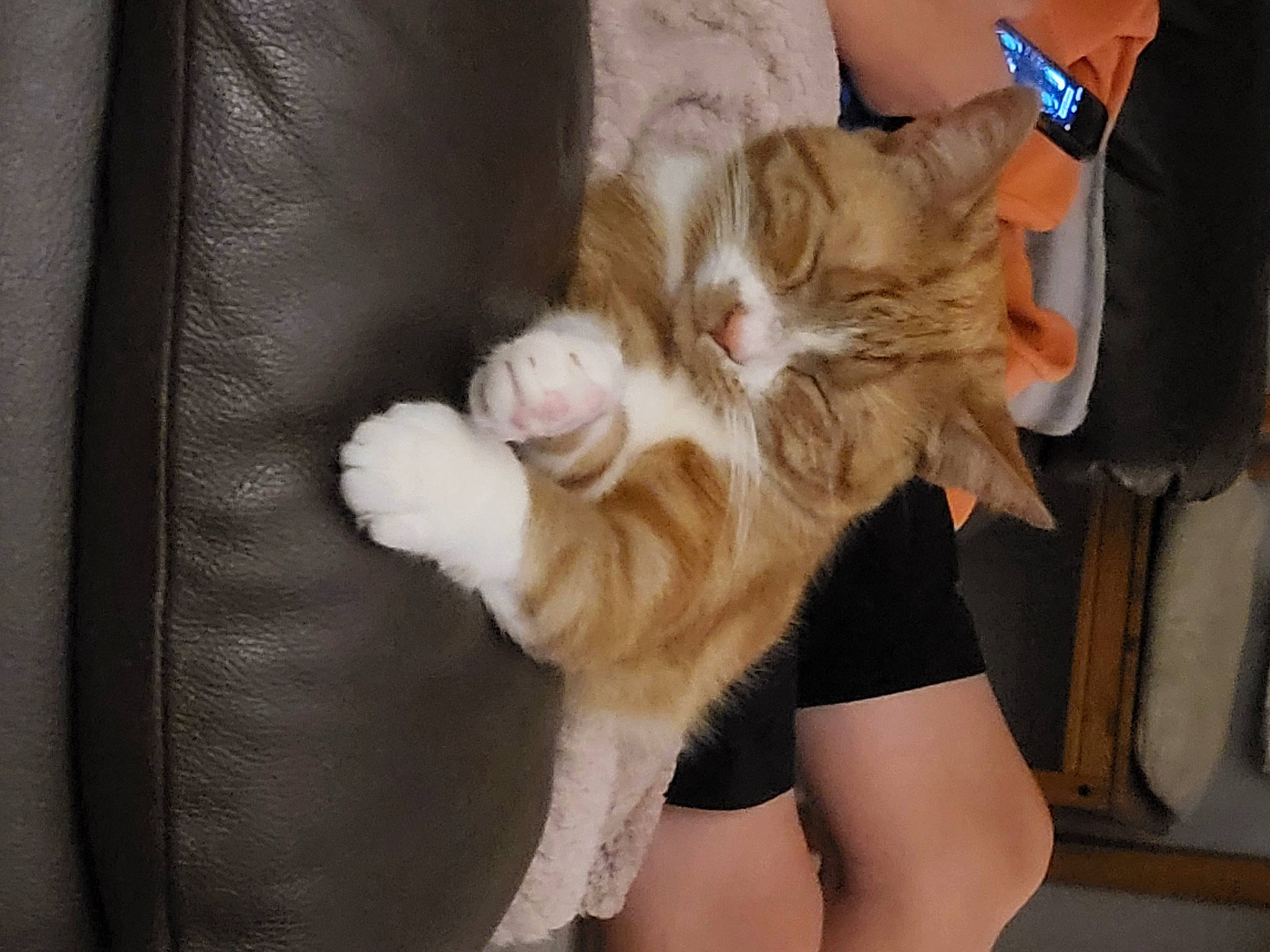 Crunchie is registered to the contest to win money with this photo: brown_hair, carnivore, cat, comfort, companion_dog, domestic_short_haired_cat, ear, fawn, felidae, fur, gesture, human_leg, long_hair, nail, paw, small_to_medium_sized_cats, tail, thigh, whiskers, wrist