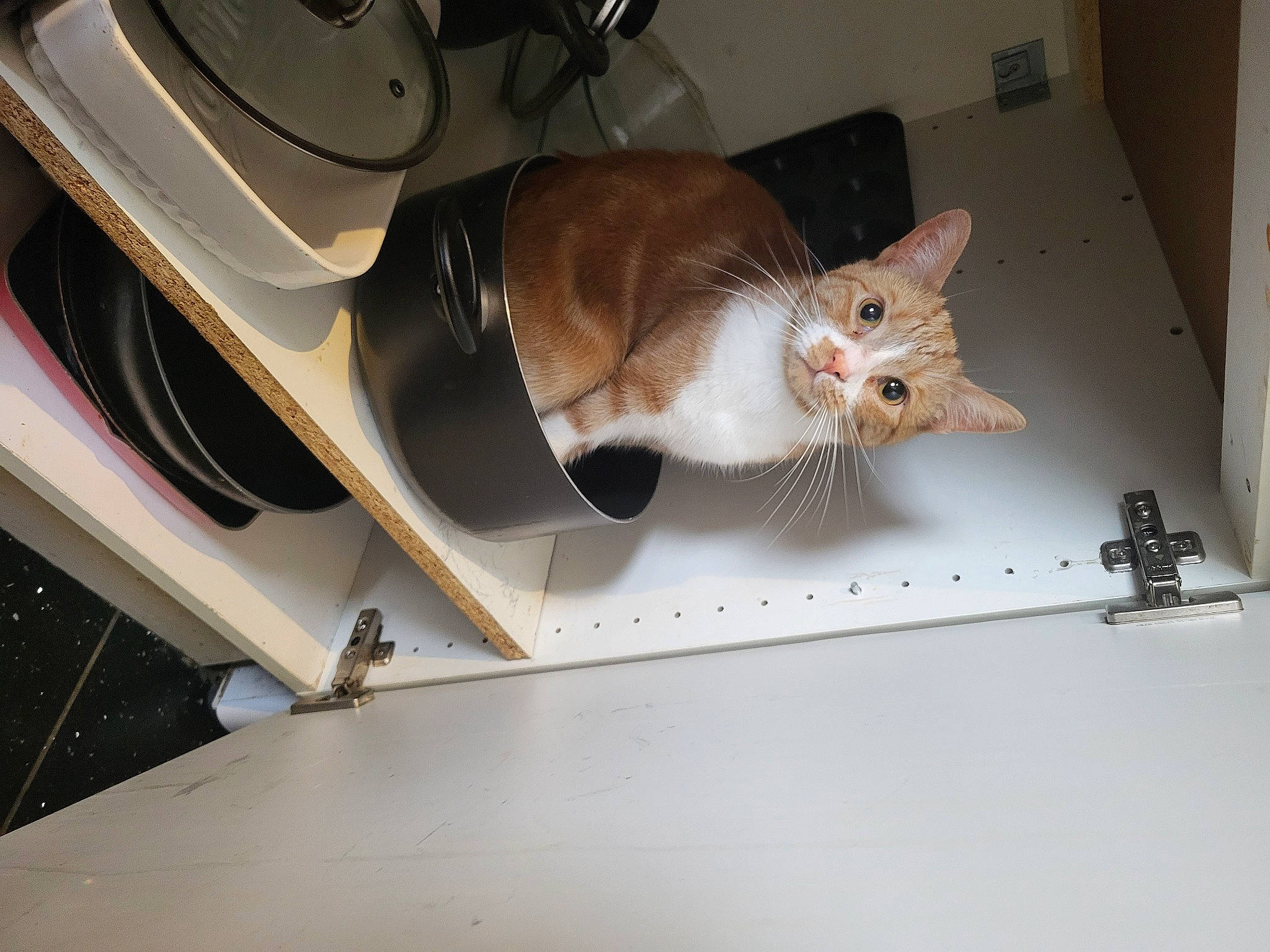 Crunchie joined the competition — help win amazing prizes! automotive_lighting, automotive_tire, bumper, carnivore, cat, electrical_wiring, fawn, felidae, fender, hood, motor_vehicle, personal_luxury_car, rim, small_to_medium_sized_cats, tail, trunk, vehicle, vehicle_door, whiskers, wood