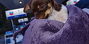 Nugget joined the competition — help win amazing prizes! puppy, dog, towel, wrapped, gas_station, outdoor, pet, small_dog, brown_dog, white_chest, cozy, cute, animal, evening, portrait, closeup, young_dog, fur, ears, sleepy