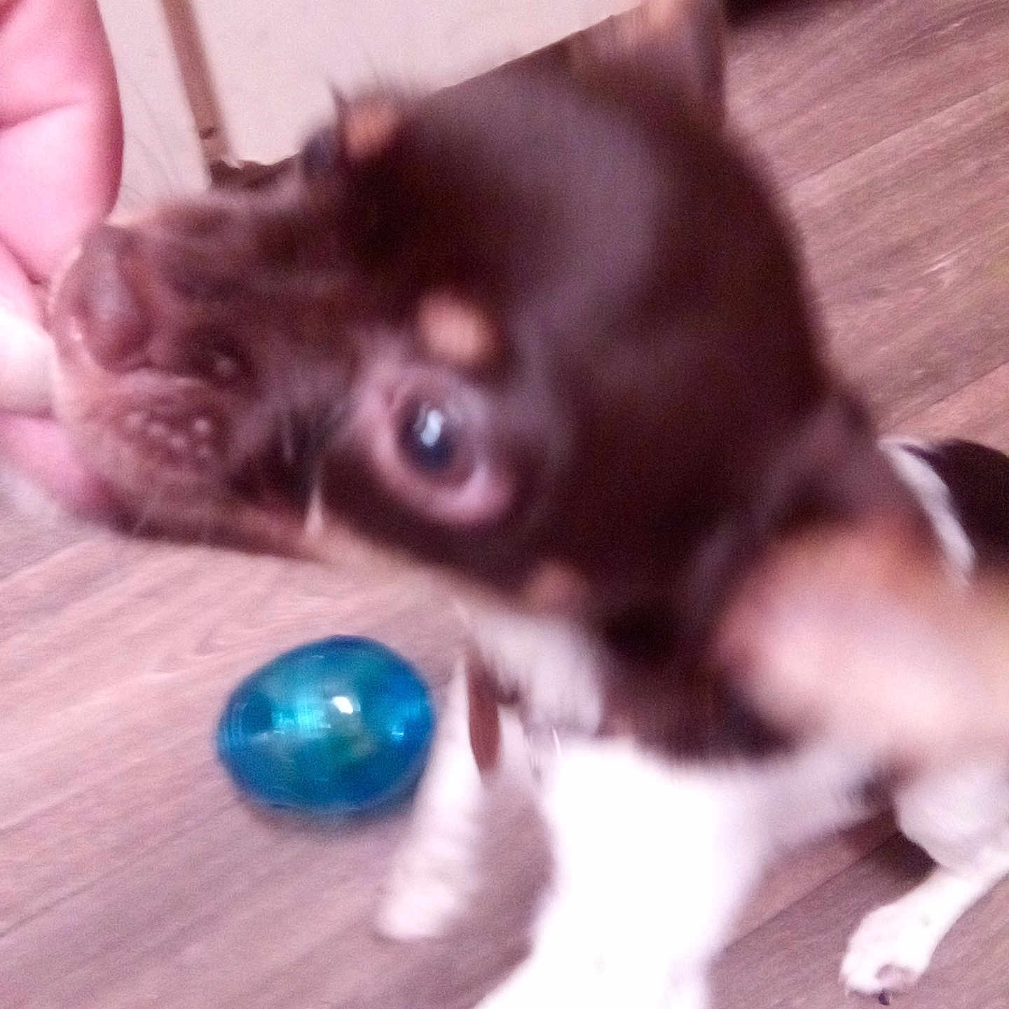 Nugget joined the competition — help win amazing prizes! animal, brown, canine, chewing, closeup, collar, dog, excited, floor, hand, indoor, motion_blur, paw, pet, playful, puppy, toy, treat, white, wood_floor