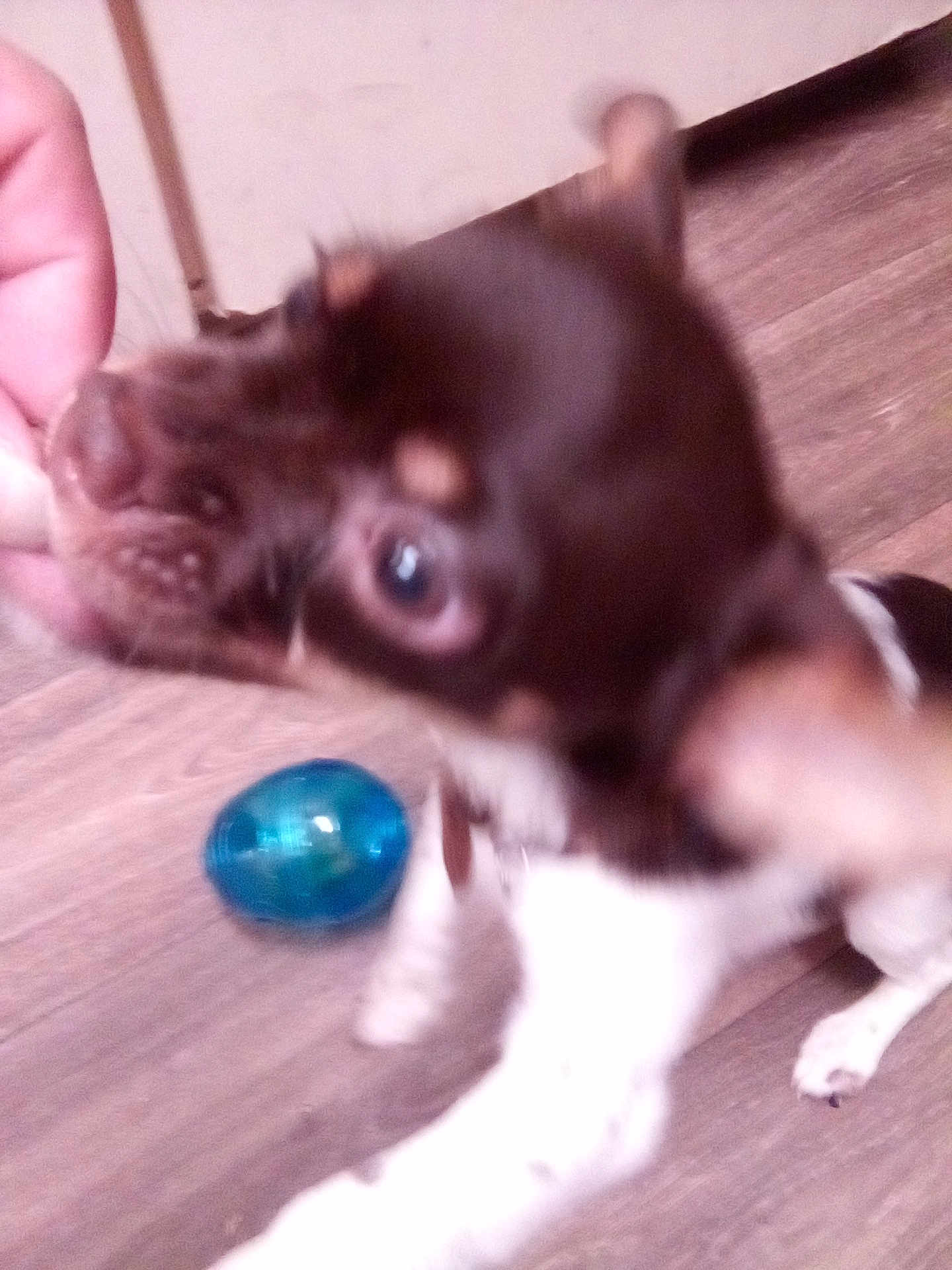Nugget joined the competition — help win amazing prizes! dog, puppy, brown, white, floor, toy, hand, treat, indoor, pet, canine, playful, closeup, motion_blur, excited, animal, wood_floor, chewing, collar, paw