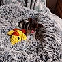 Nugget is registered to the contest to win money with this photo: puppy, dog, bed, plush_toy, cute, cozy, fluffy, black_and_white, tongue_out, indoor, pet, small_dog, soft, toy, resting, fur, animal, adorable, comfort, lying_down