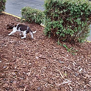 Nugget joined the competition — help win amazing prizes! puppy, dog, garden, bushes, wood_chips, outdoor, walking, small_dog, brown_and_white, plants, nature, curious, pet, canine, daylight, side_view, young_dog, animal, ground, exploring