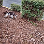puppy, dog, garden, bushes, wood_chips, outdoor, walking, small_dog, brown_and_white, plants, nature, curious, pet, canine, daylight, side_view, young_dog, animal, ground, exploring