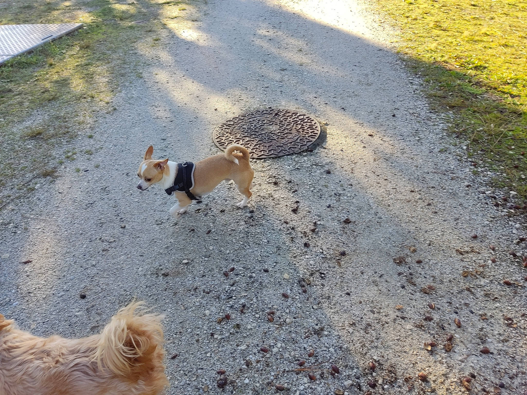 Marcel participe au concours pour gagner de l'argent avec cette photo : asphalt, canidae, carnivore, companion_dog, dog, dog_breed, fawn, fur, grass, landscape, road, road_surface, shadow, sidewalk, snout, soil, sporting_group, tail, terrier, toy_dog