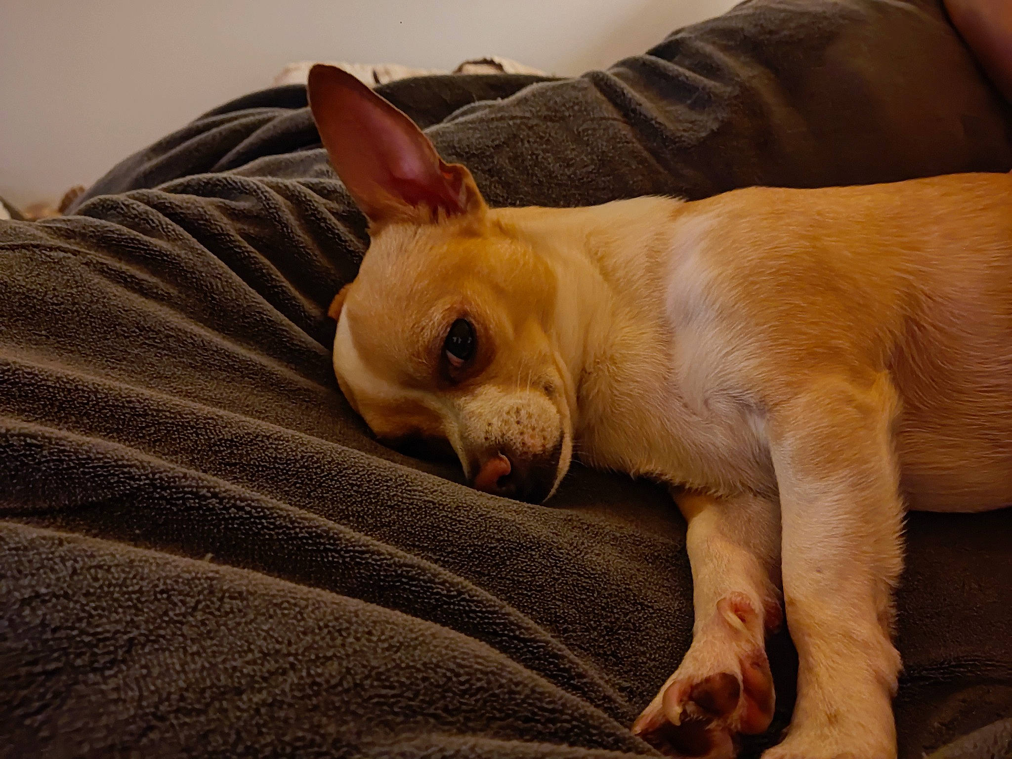 Marcel a rejoint le concours — aidez-le/la à gagner de superbes lots ! canidae, carnivore, comfort, companion_dog, corgi_chihuahua, dog, dog_breed, ear, eye, fawn, fur, nap, paw, sleep, snout, sporting_group, terrestrial_animal, toy_dog, whiskers, working_animal