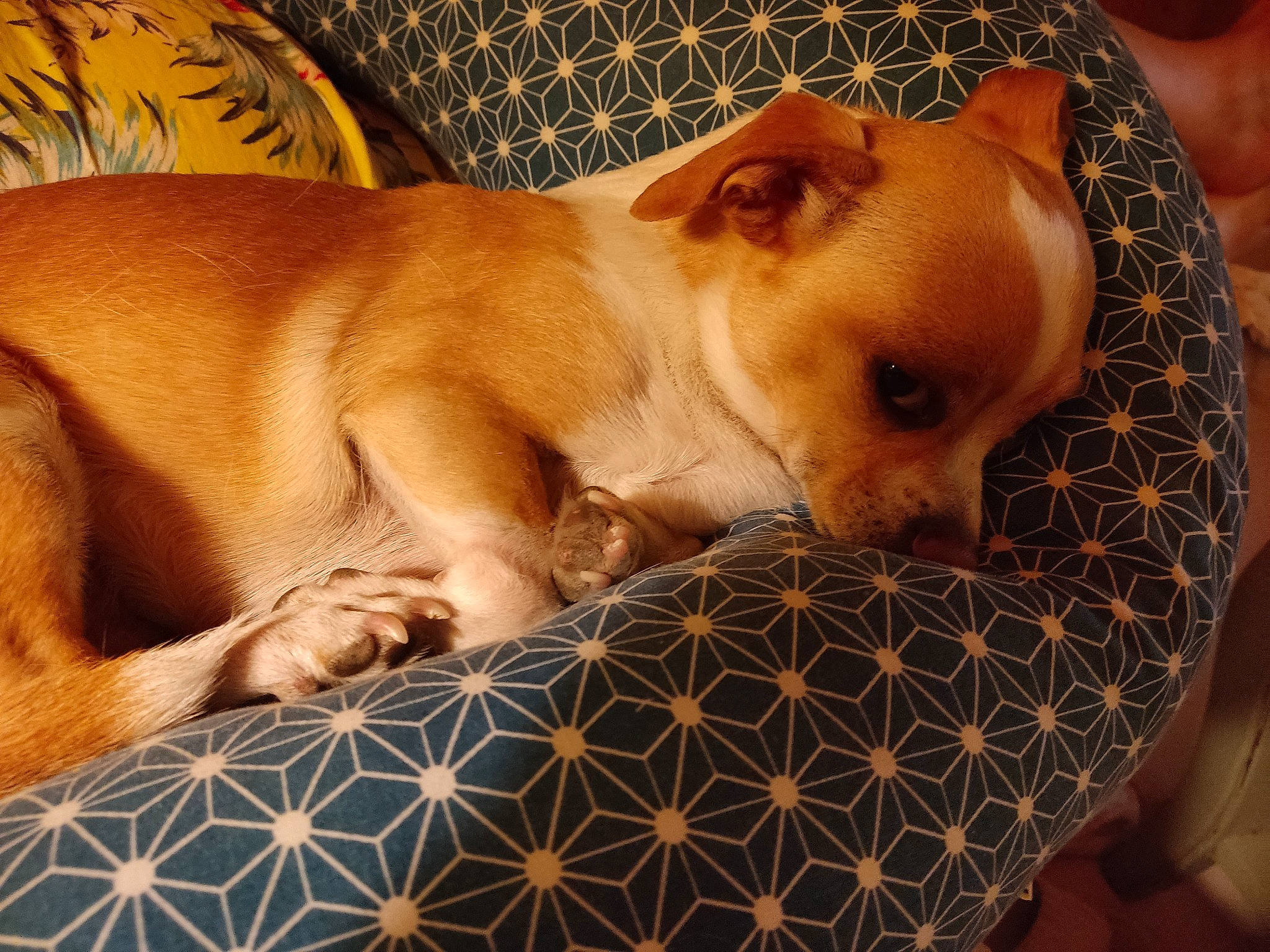 Marcel a rejoint le concours — aidez-le/la à gagner de superbes lots ! canidae, carnivore, comfort, companion_dog, dog, dog_breed, dog_supply, fawn, fur, linens, pattern, paw, pet_supply, snout, sporting_group, terrestrial_animal, toy_dog, whiskers, working_animal