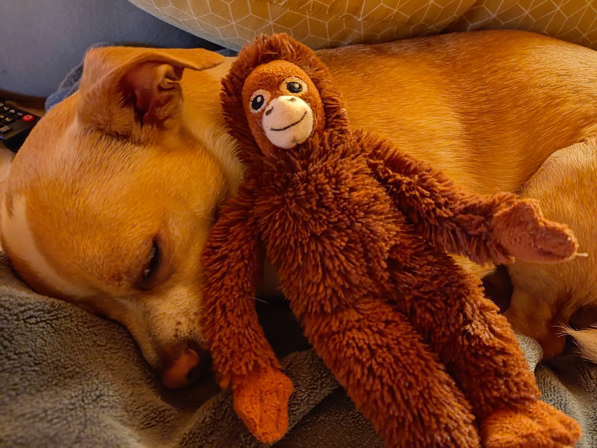 Marcel participe au concours pour gagner de l'argent avec cette photo : art, baby_toys, bear, carnivore, comfort, fawn, fur, museum, paw, plush, room, snout, stuffed_toy, terrestrial_animal, tourist_attraction, toy, whiskers, wildlife, wood, working_animal