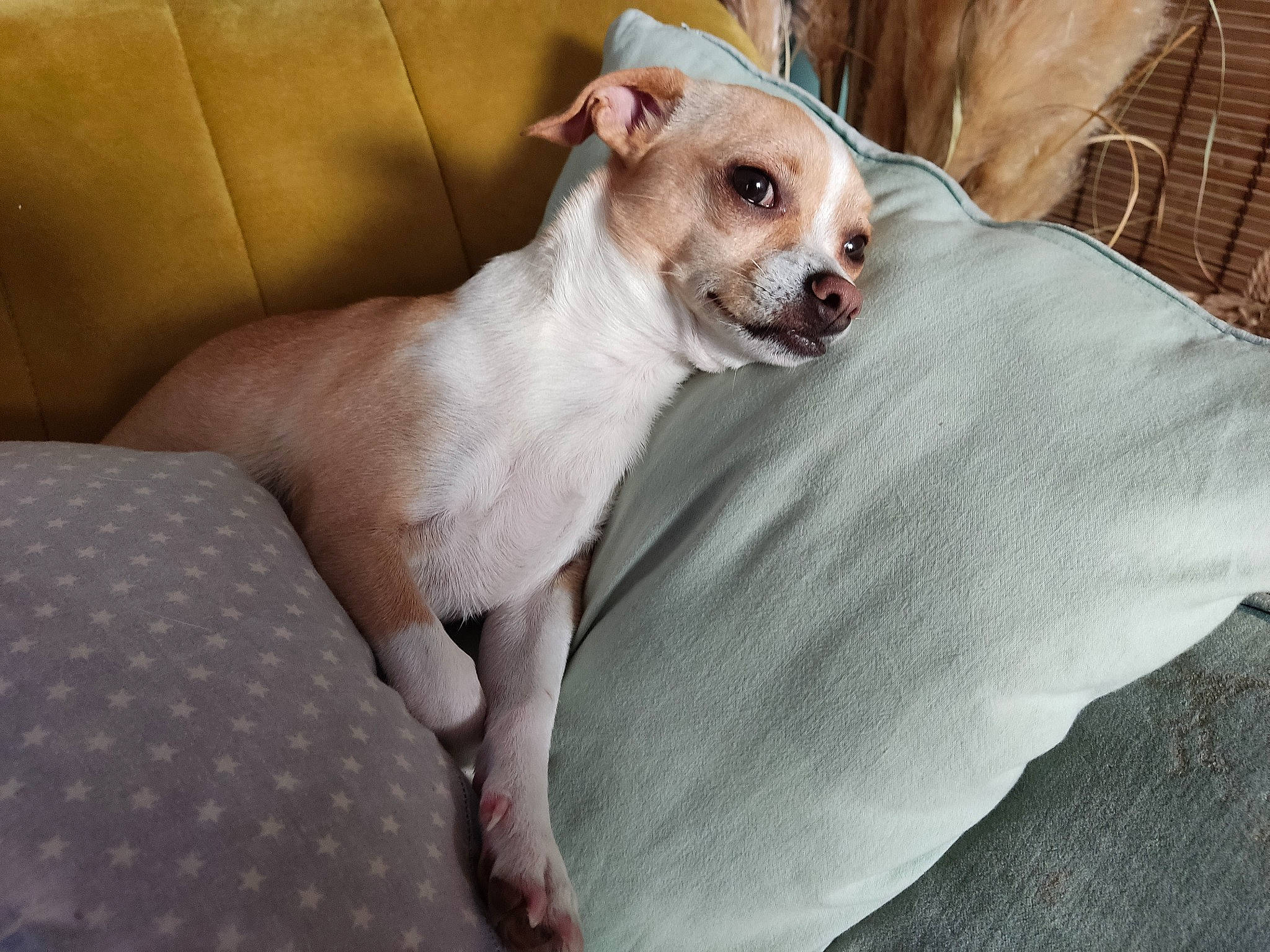 Marcel a rejoint le concours — aidez-le/la à gagner de superbes lots ! carnivore, chihuahua, comfort, companion_dog, couch, dog, dog_breed, dog_supply, fawn, linens, non_sporting_group, paw, terrestrial_animal, terrier, toy_dog, whiskers, working_animal