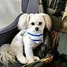 dog, small_dog, white_dog, pet, animal, fluffy, long_ears, brown_eyes, black_nose, bandana, striped_bandana, collar, tags, sitting, chair, cushion, blanket, indoor, portrait, cute