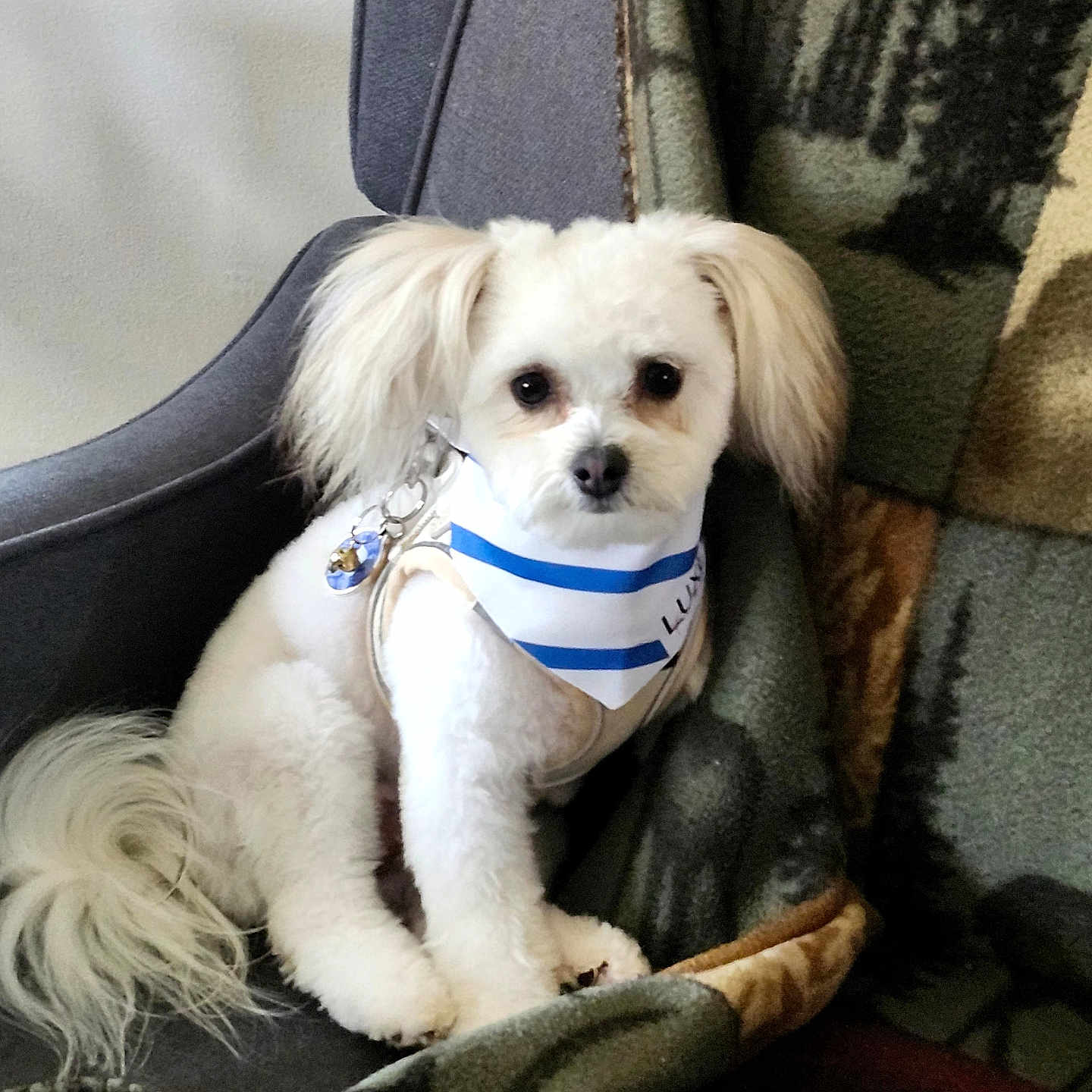 Jax joined the competition — help win amazing prizes! dog, small_dog, white_dog, pet, animal, fluffy, long_ears, brown_eyes, black_nose, bandana, striped_bandana, collar, tags, sitting, chair, cushion, blanket, indoor, portrait, cute