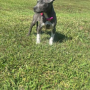 Nova joined the competition — help win amazing prizes! puppy, dog, grass, outdoor, sunny, collar, greenery, field, nature, blue_sky, trees, alert, young, pet, animal, standing, daylight, cute, canine, playful