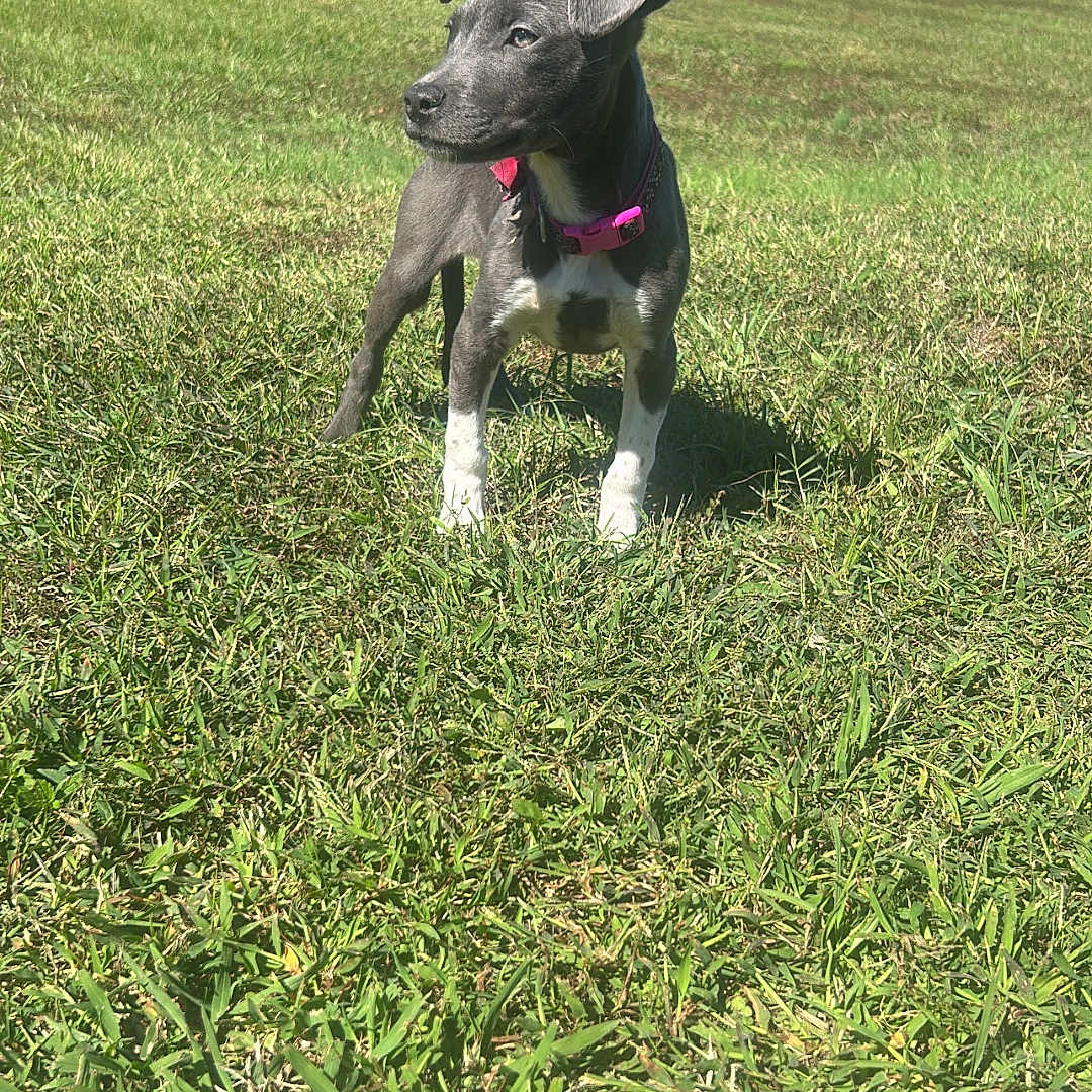 Nova joined the competition — help win amazing prizes! puppy, dog, grass, outdoor, sunny, collar, greenery, field, nature, blue_sky, trees, alert, young, pet, animal, standing, daylight, cute, canine, playful