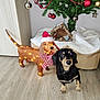 accessories, animal, beagle, canine, christmas, christmasdecorations, christmastree, dog, festival, flower, flowerarrangement, furniture, hardwood, hound, labradorretriever, pet, plant, puppy, tree, wood