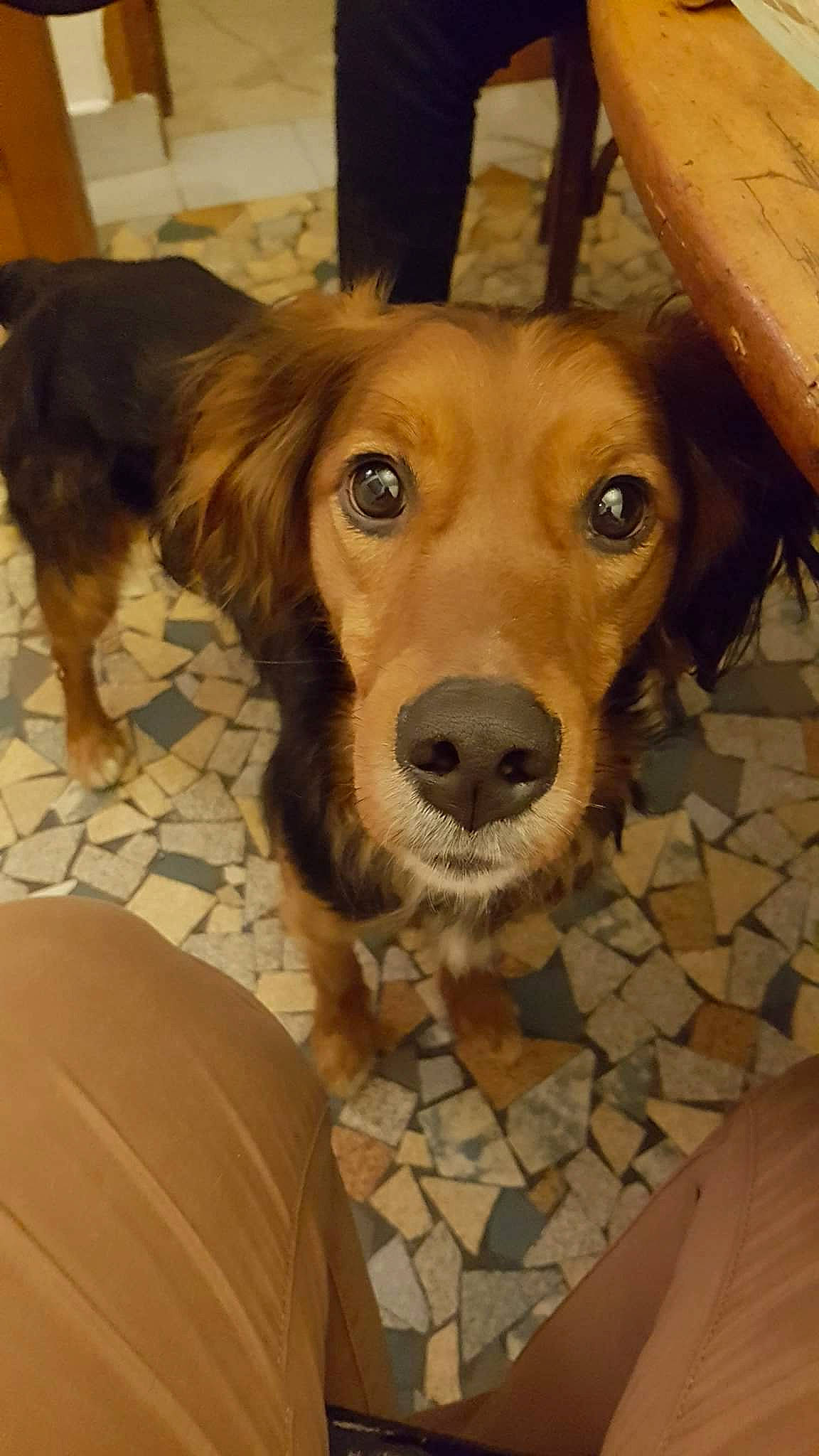 Max a rejoint le concours — aidez-le/la à gagner de superbes lots ! beagador, canidae, caramel_color, carnivore, cocker_spaniel, companion_dog, dog, dog_breed, fawn, mammal, nose, rare_breed_dog, small_greek_domestic_dog, snout, spaniel, sporting_group, vertebrate, whiskers, working_dog