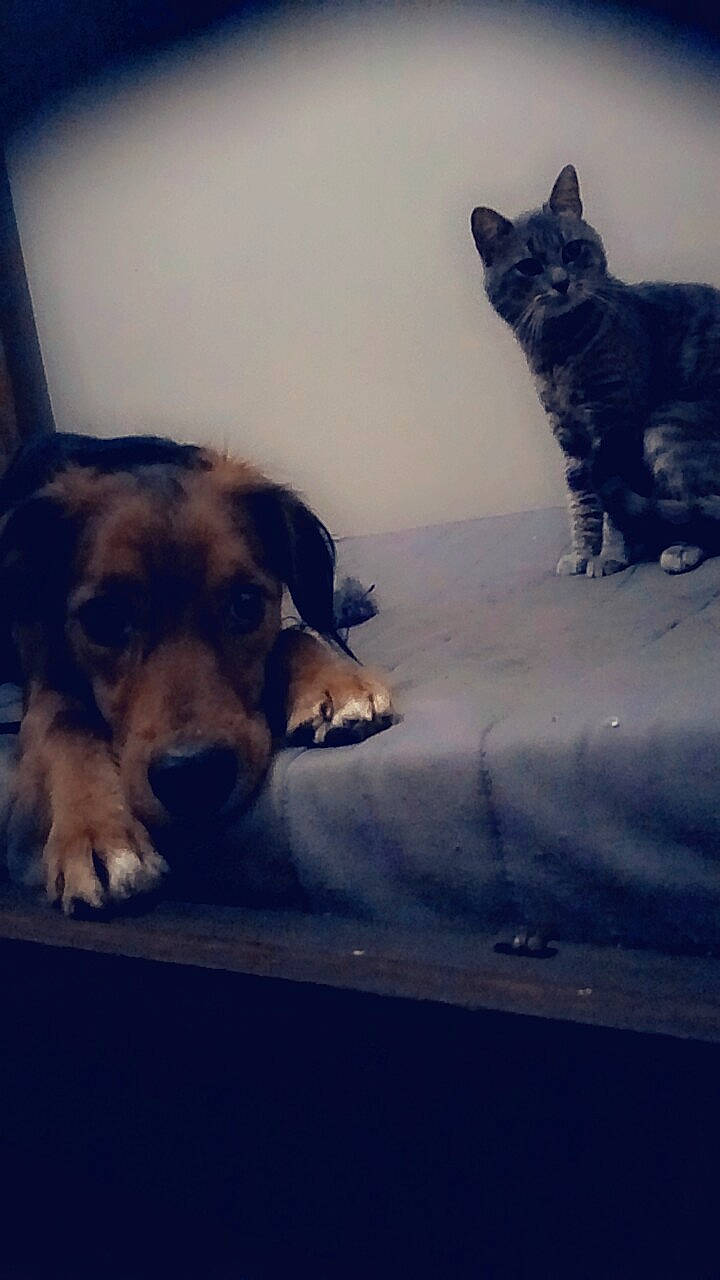 Max a rejoint le concours — aidez-le/la à gagner de superbes lots ! canidae, carnivore, cat, cloud, dog, dog_breed, fur, hovawart, nose, paw, puppy, sky, snout, sporting_group, tail, whiskers