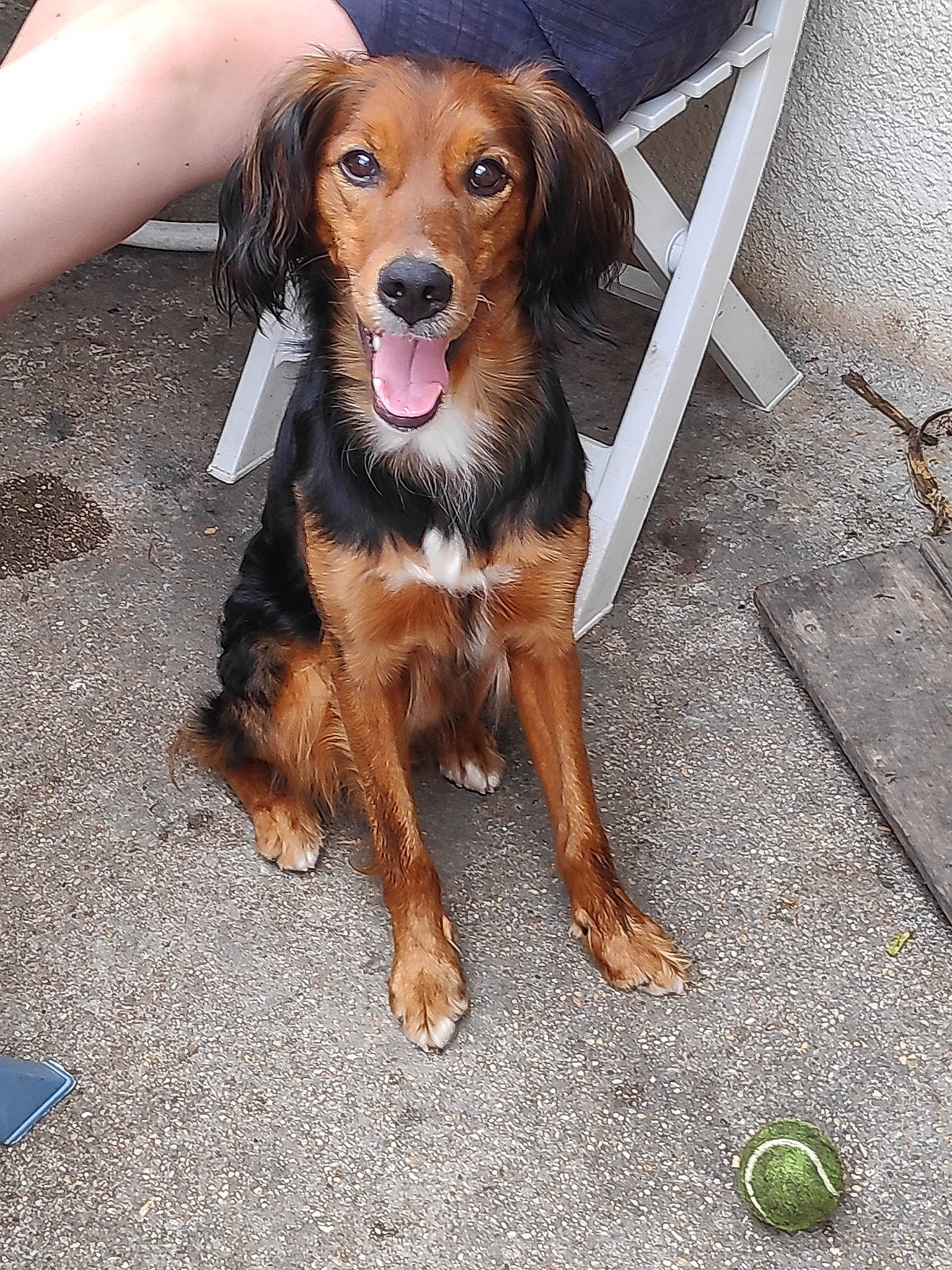 Max participe au concours pour gagner de l'argent avec cette photo : canidae, carnivore, companion_dog, dog, dog_breed, fawn, mammal, puppy, rare_breed_dog, spaniel, sporting_group, vertebrate