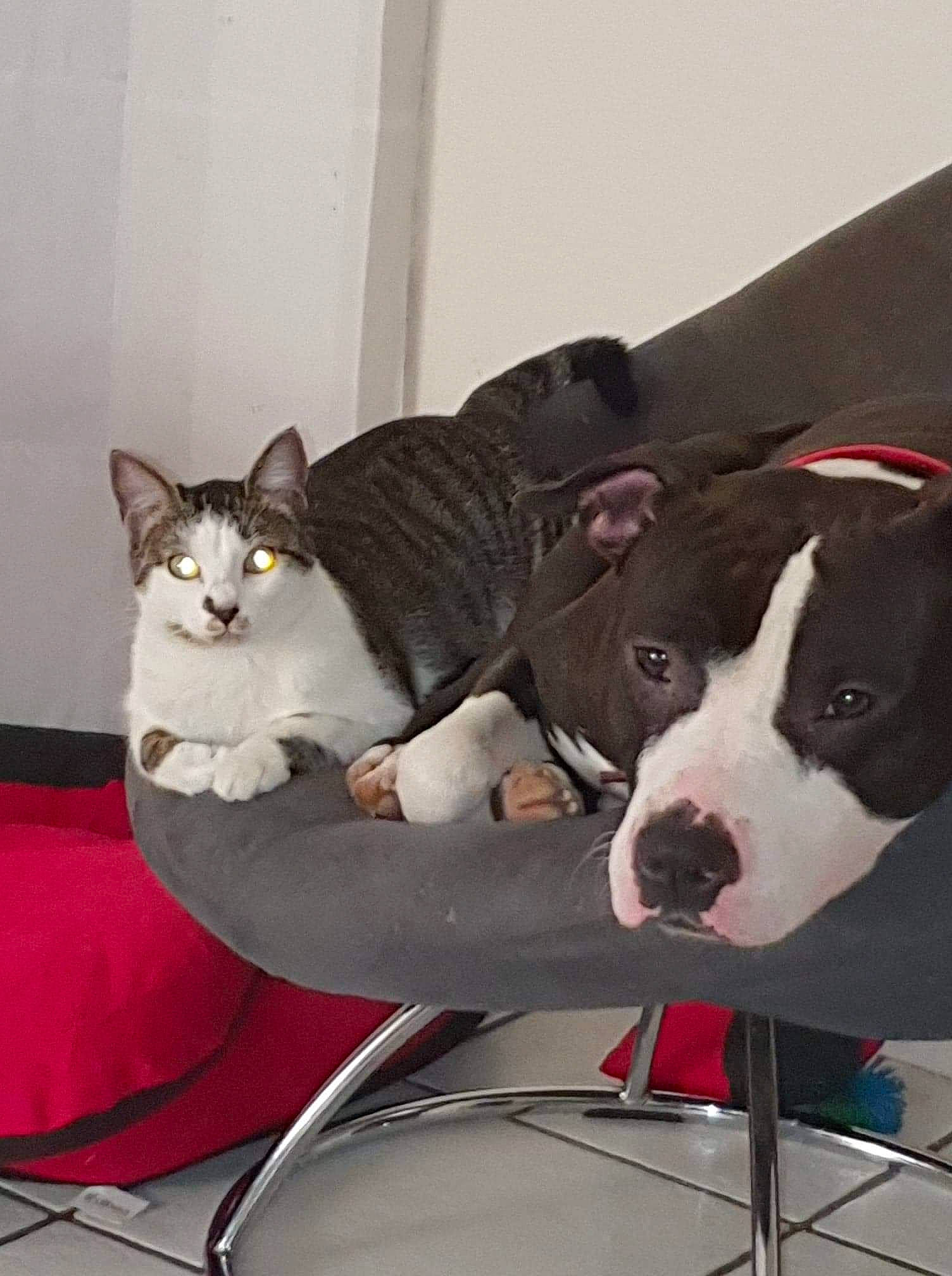 Rebelle participe au concours pour gagner de l'argent avec cette photo : carnivore, cat, cat_supply, chair, collar, comfort, companion_dog, couch, dog, dog_breed, dog_supply, domestic_short_haired_cat, felidae, fur, pet_supply, small_to_medium_sized_cats, snout, tail, whiskers, working_animal