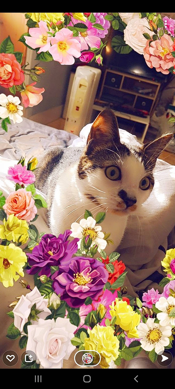 Rebelle participe au concours pour gagner de l'argent avec cette photo : annual_plant, artificial_flower, basket, bouquet, carnivore, cat, cut_flowers, felidae, floral_design, floristry, flower, flower_arranging, flowering_plant, grass, petal, plant, rose, small_to_medium_sized_cats, spring, whiskers
