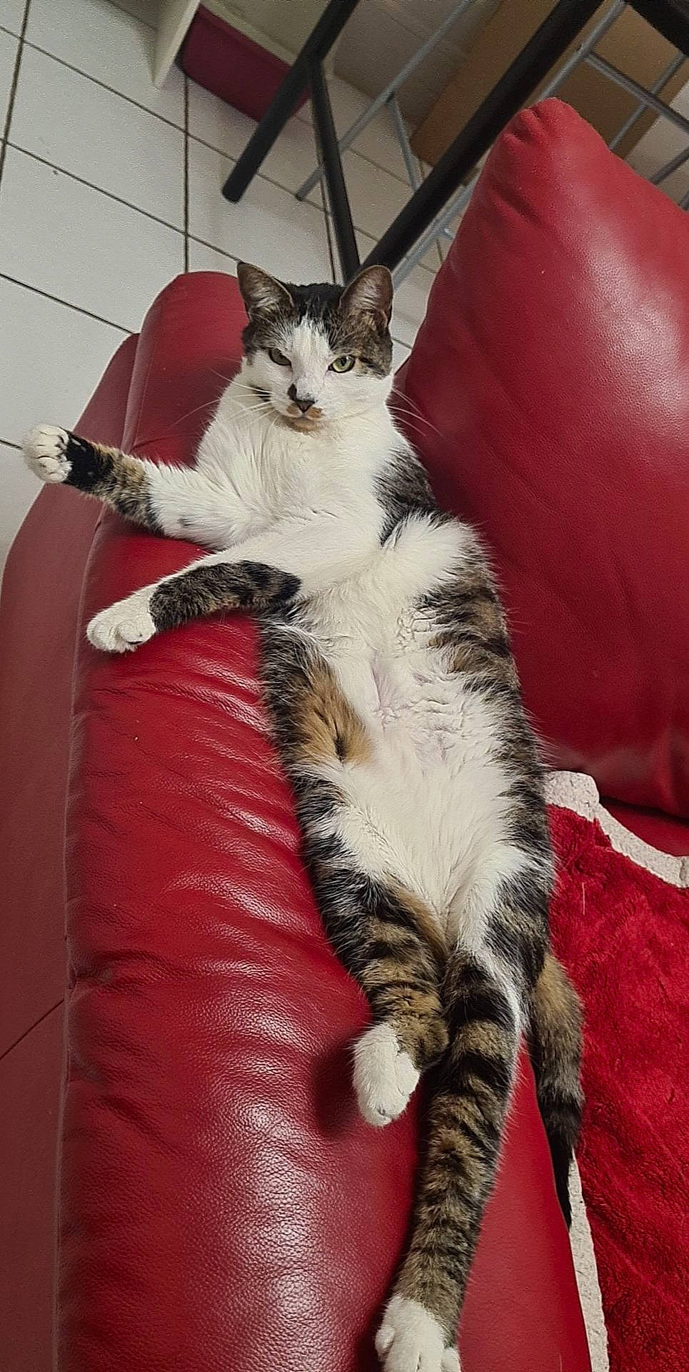 Rebelle participe au concours pour gagner de l'argent avec cette photo : carnivore, cat, claw, comfort, couch, domestic_short_haired_cat, fawn, felidae, foot, fur, human_leg, lap, linens, paw, room, sitting, small_to_medium_sized_cats, snout, tail, whiskers