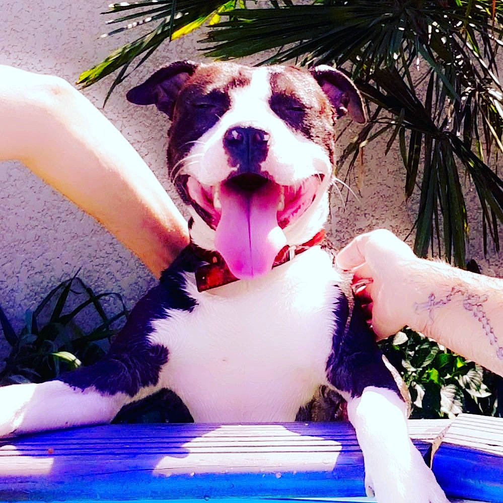 Omer a rejoint le concours — aidez-le/la à gagner de superbes lots ! american_staffordshire_terrier, boston_terrier, canidae, carnivore, companion_dog, dog, dog_breed, fawn, mammal, non_sporting_group, puppy, puppy_love