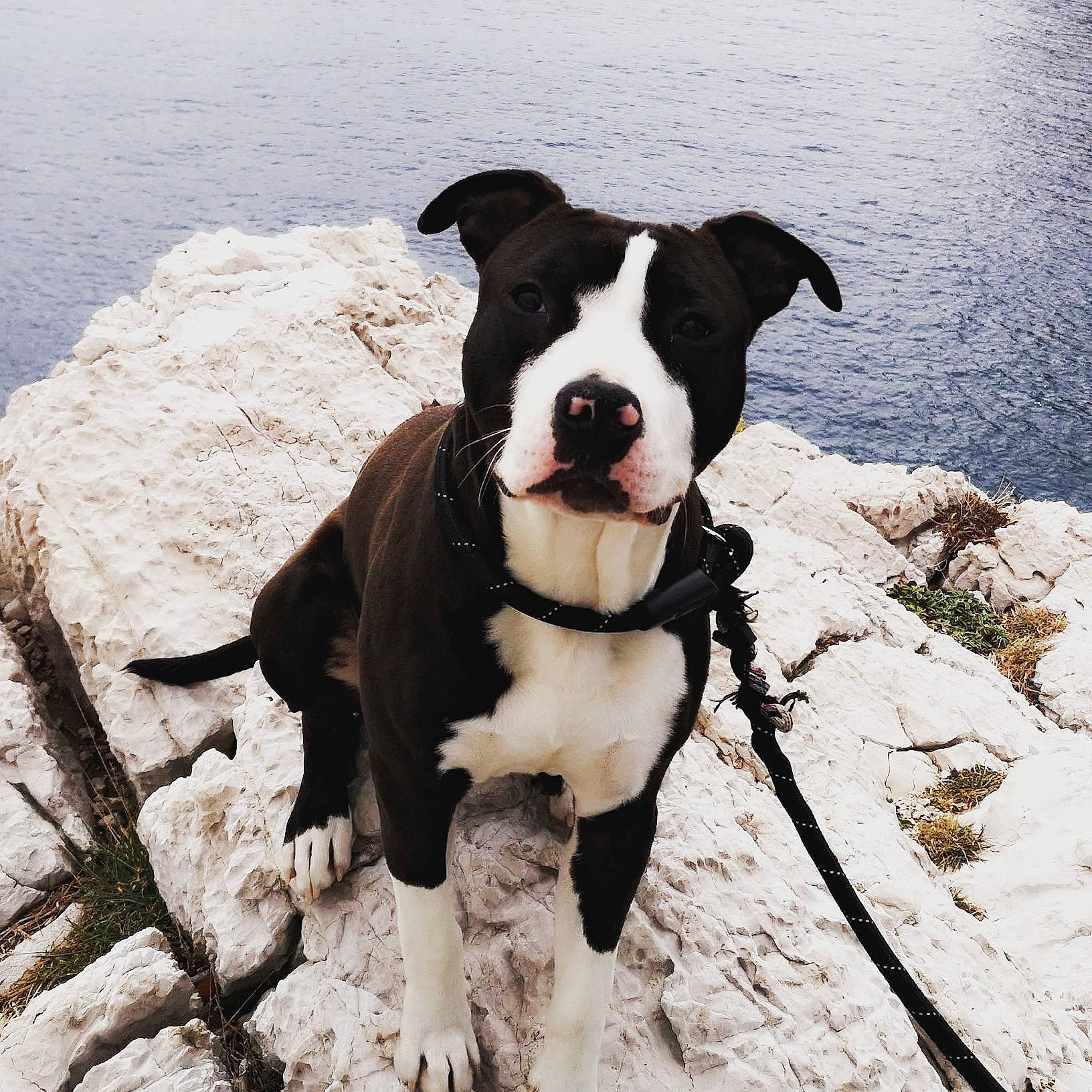 Omer participe au concours pour gagner de l'argent avec cette photo : adventure, american_bulldog, american_pit_bull_terrier, american_staffordshire_terrier, canidae, carnivore, dog, dog_breed, fawn, mammal, molosser, non_sporting_group, olde_english_bulldogge, rare_breed_dog, snout, sporting_group, staffordshire_bull_terrier, valley_bulldog, vertebrate