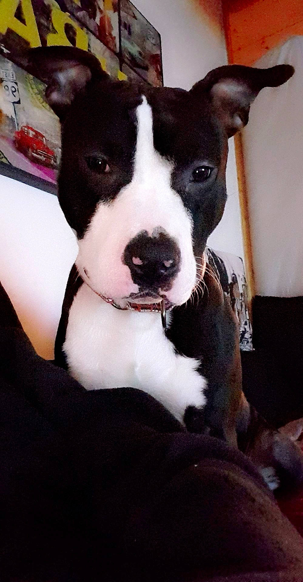 Omer a rejoint le concours — aidez-le/la à gagner de superbes lots ! american_pit_bull_terrier, american_staffordshire_terrier, bull_and_terrier, canidae, carnivore, dog, dog_breed, fawn, mammal, non_sporting_group, nose, old_english_terrier, pit_bull, rare_breed_dog, snout, staffordshire_bull_terrier, terrier, vertebrate, whiskers