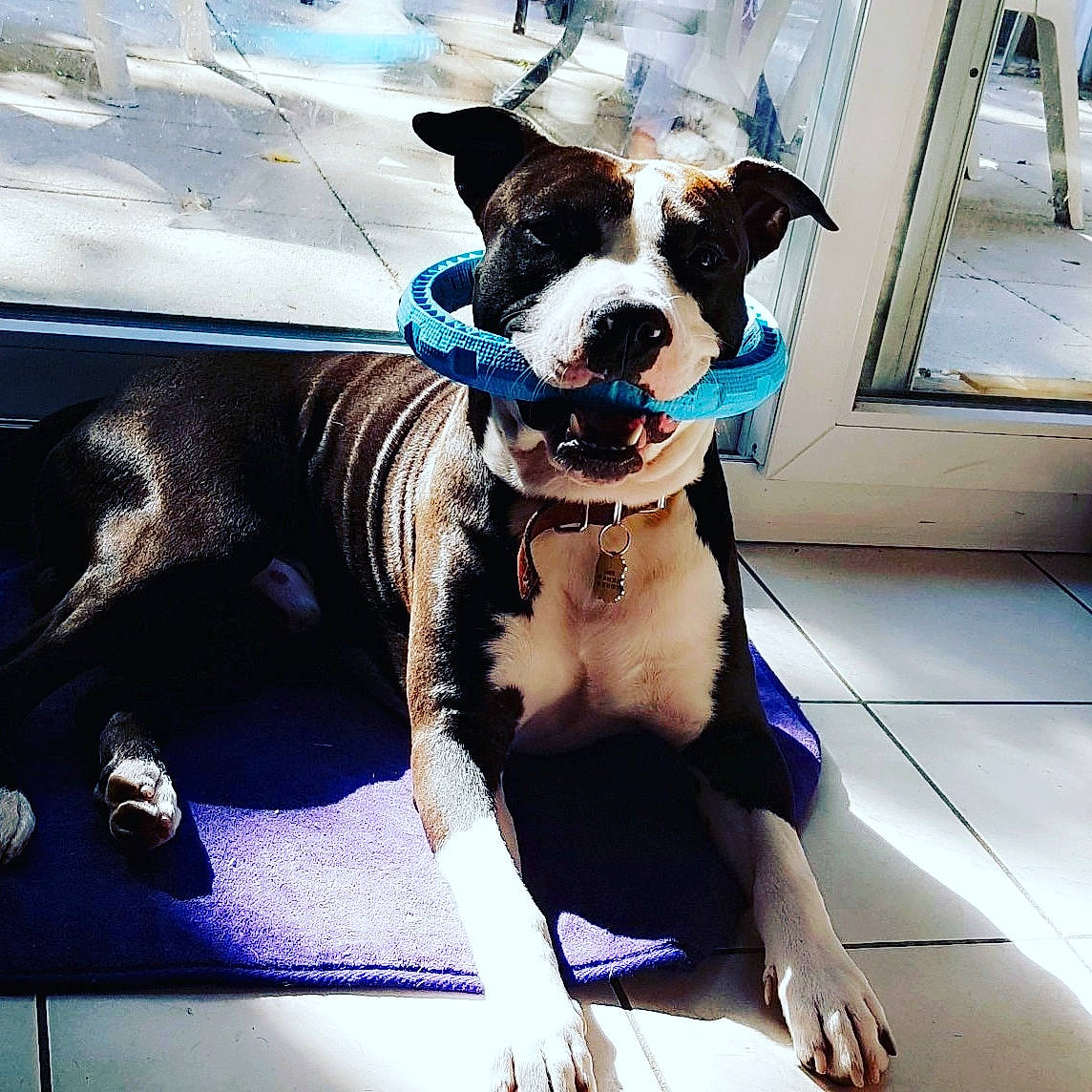 Omer participe au concours pour gagner de l'argent avec cette photo : american_bulldog, american_pit_bull_terrier, american_staffordshire_terrier, boston_terrier, boxer, canidae, carnivore, companion_dog, dog, dog_breed, ear, fawn, great_dane, non_sporting_group, pit_bull, puppy, snout, sporting_group, staffordshire_bull_terrier