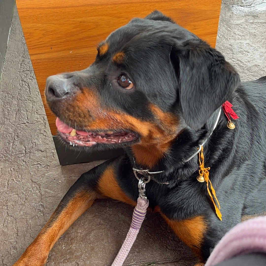 Ofelia a rejoint le concours — aidez-le/la à gagner de superbes lots ! accessories, animal, appenzeller, bodypart, boxer, bulldog, canine, collar, dog, hound, labradorretriever, leash, mouth, person, pet, plywood, puppy, sleeping, strap, wood
