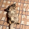 Shanna participe au concours pour gagner de l'argent avec cette photo : cat, fluffy, bedspread, checkered_pattern, indoor, pet, fur, tail, relaxed, lying_down, whiskers, cute, domestic_animal, animal, sleepy, cozy, feline, soft, resting, playful