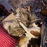 dog, cat, cuddle, fur, pet, indoor, blanket, pillow, chair, calico_cat, fluffy_dog, cozy, resting, animal, companion, home, floor_rug, cord, relaxation, friendship
