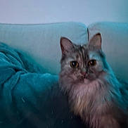 Shanna participe au concours pour gagner de l'argent avec cette photo : cat, fluffy_cat, indoor, couch, blanket, pet, feline, animal, curious, fur, face, ears, eyes, home, cozy, relaxed, portrait, sitting, furniture, living_room